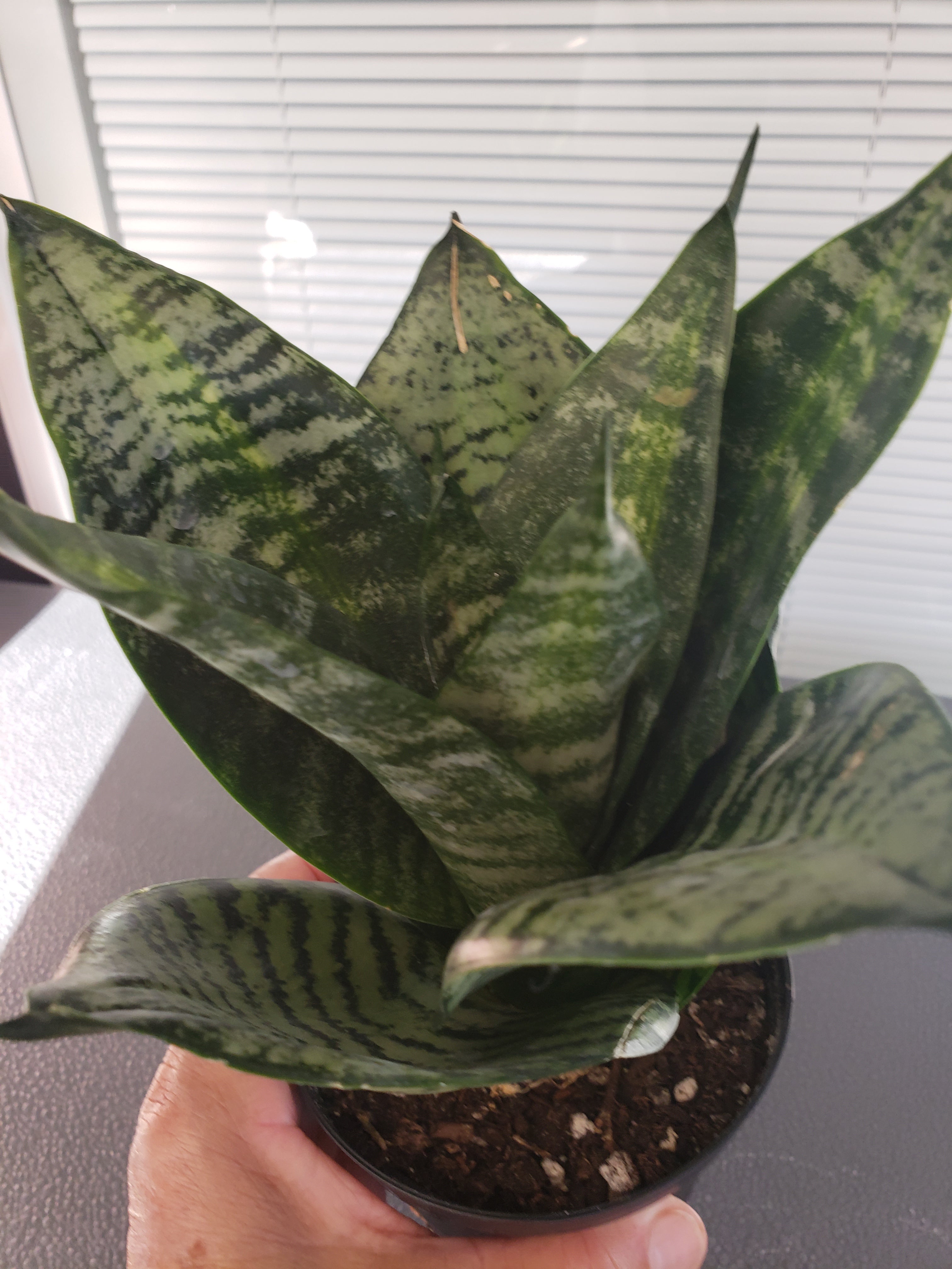 Sansevieria Hahnii Tiger Star in 4" pot. Rare succulent.