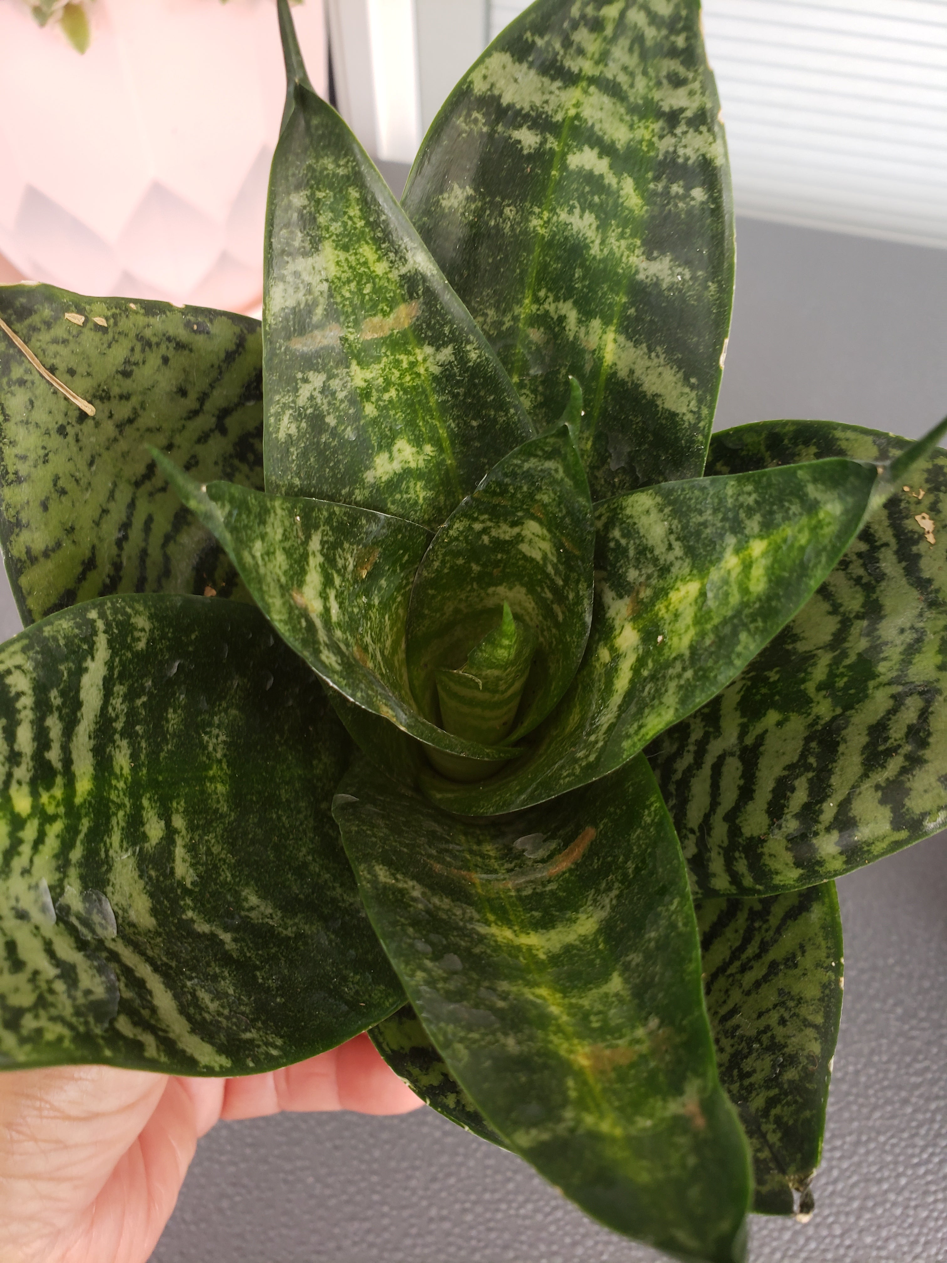 Sansevieria Hahnii Tiger Star in 4" pot. Rare succulent.