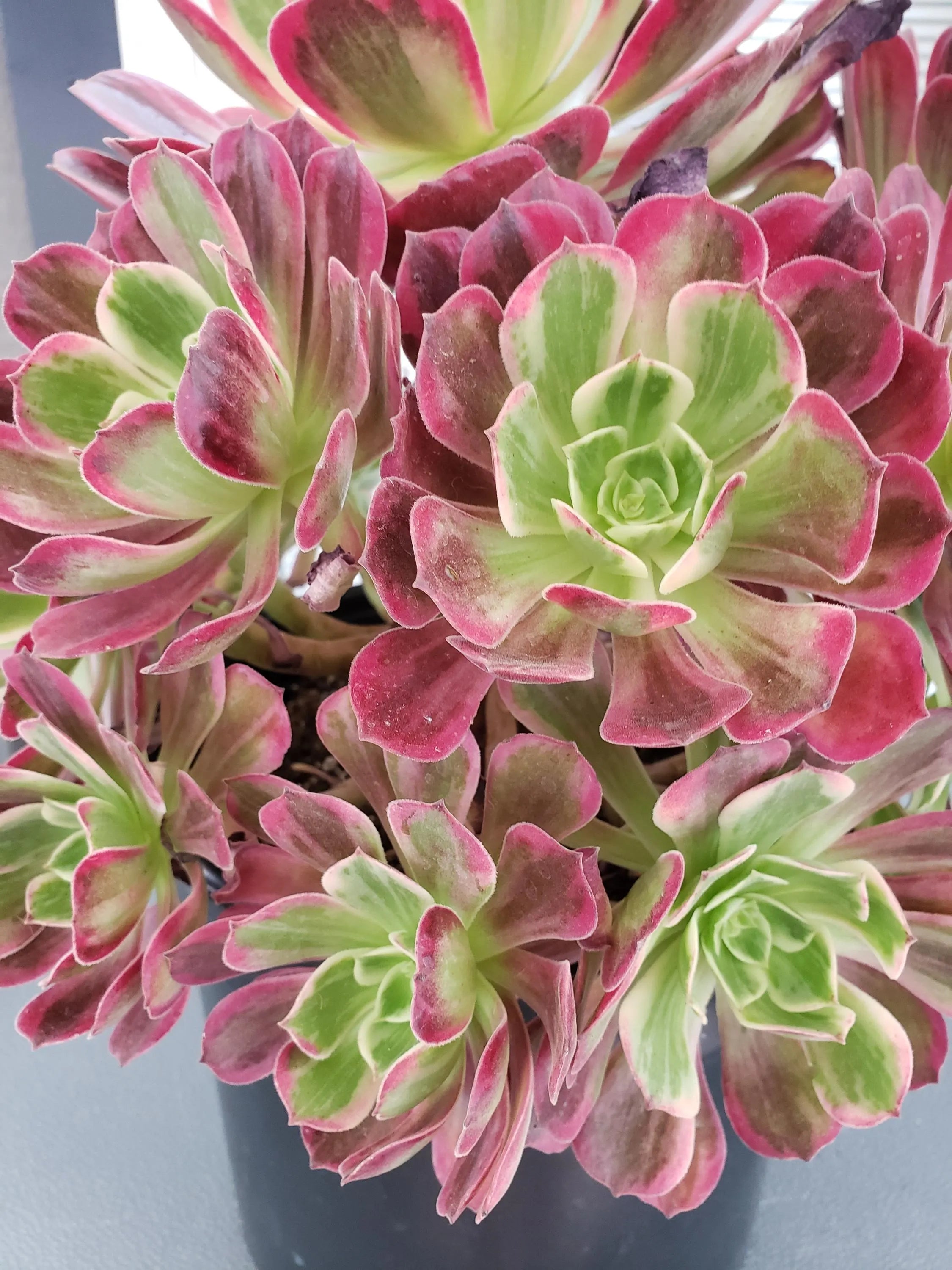 Aeonium Wedding Dress rooted in 6 inch pot - Large head - 7" diameter.