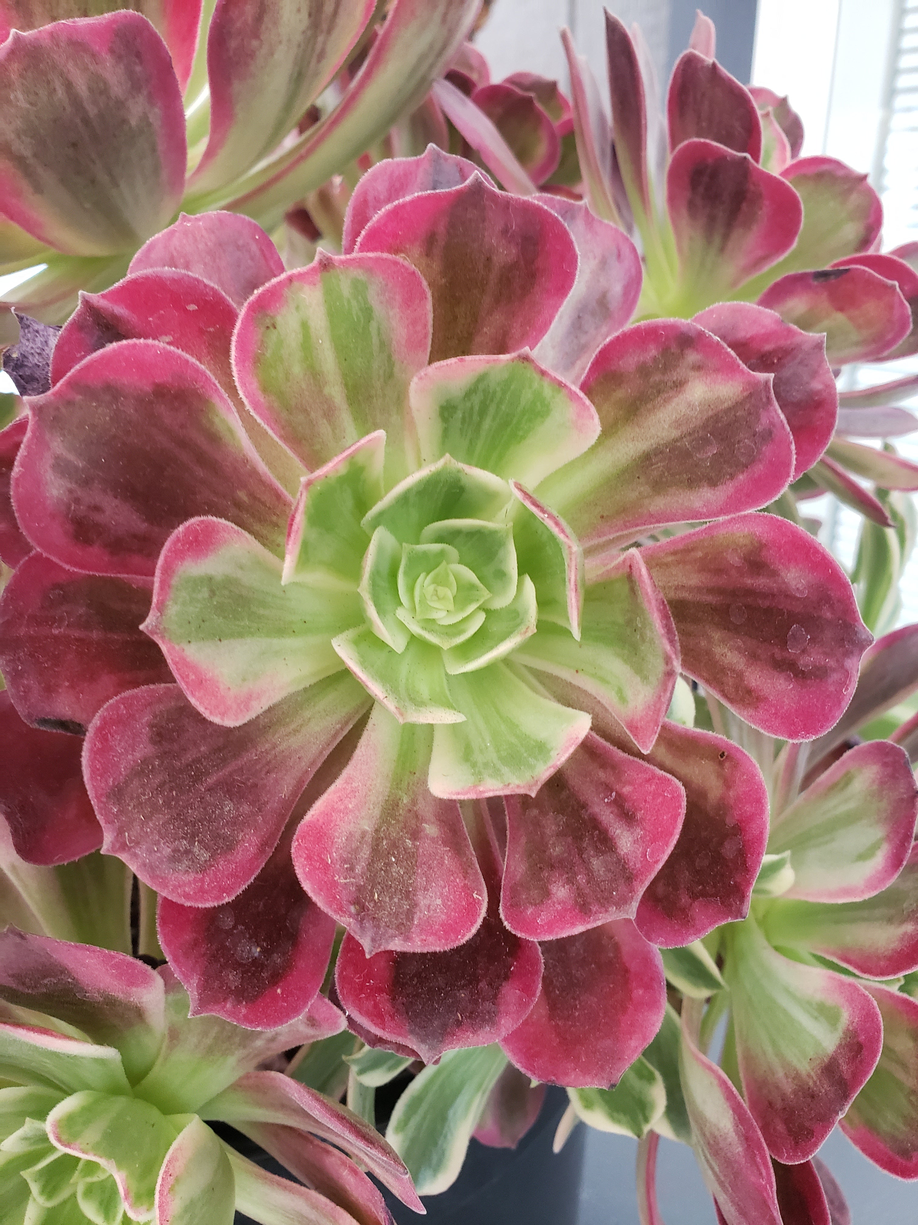 Aeonium Wedding Dress rooted in 6 inch pot - Large head - 7" diameter.