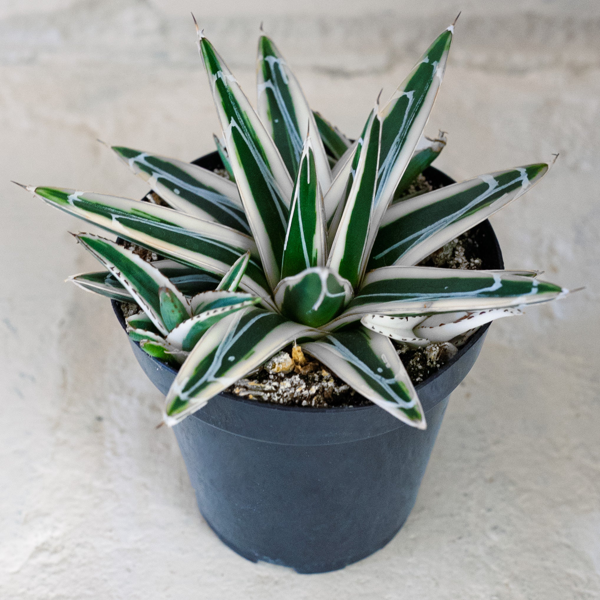 Agave White Rhino succulent. Rooted in 4" pot. Will ship in grow pot.