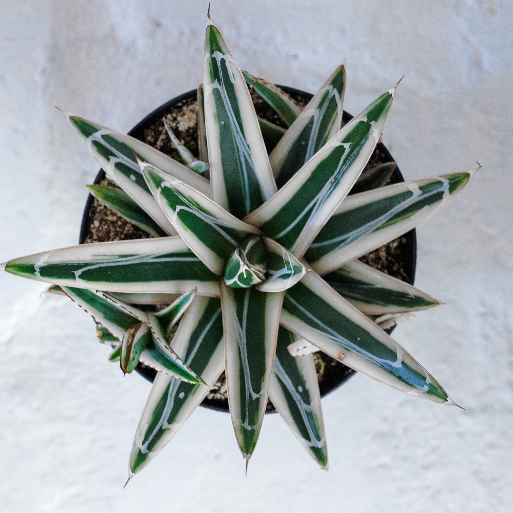 Agave White Rhino succulent. Rooted in 4" pot. Will ship in grow pot.
