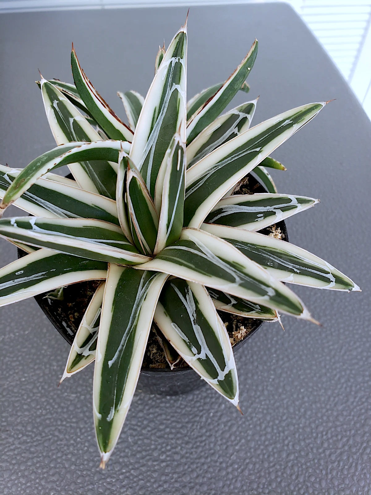 Agave White Rhino succulent. Rooted in 4" pot. Will ship in grow pot.
