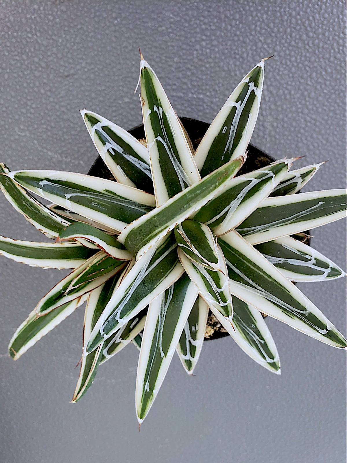 Agave White Rhino succulent. Rooted in 4" pot. Will ship in grow pot.