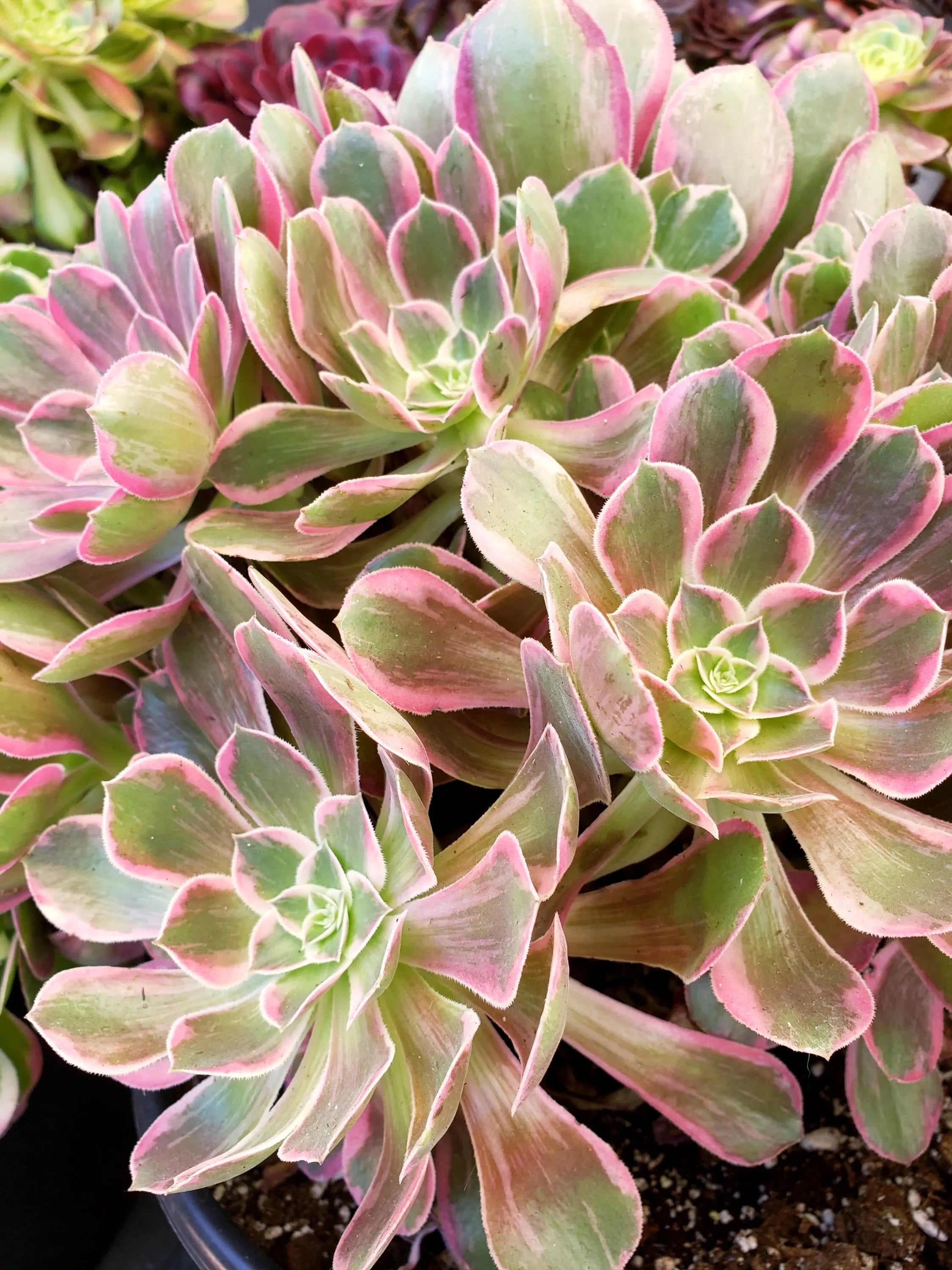 Aeonium White Wedding Dress succulent cutting or starter. 4 inch diameter.