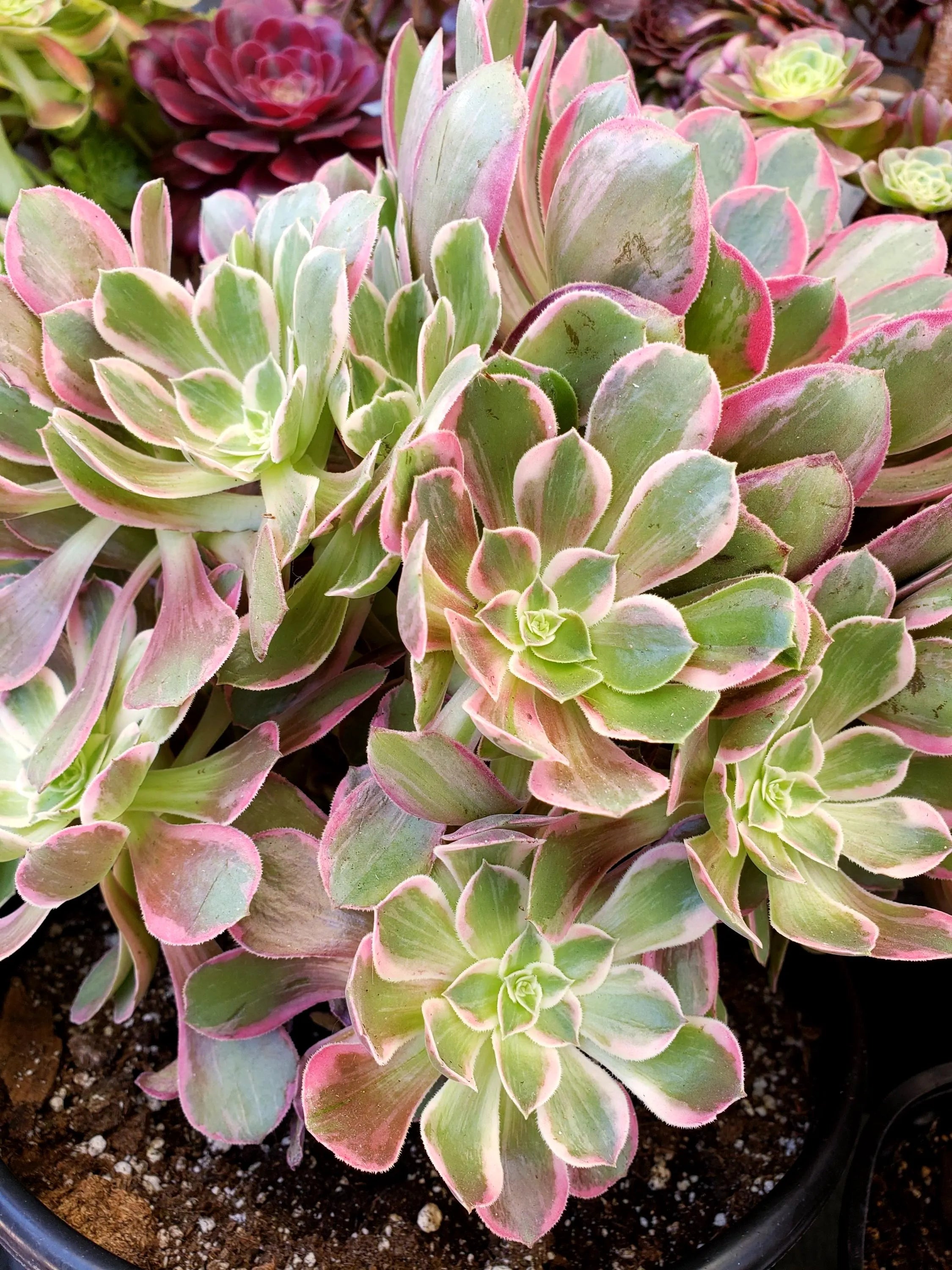Aeonium White Wedding Dress succulent cutting or starter. 4 inch diameter.
