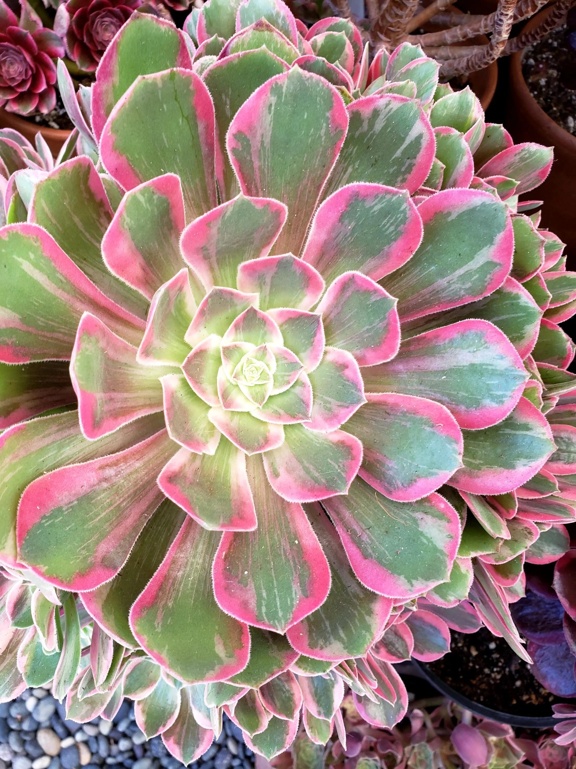 Aeonium White Wedding Dress succulent cutting or starter. 4 inch diameter.